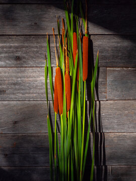 Wild River Reeds against an old timber wall