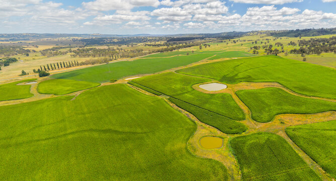Patterns from the sky of Corn farm near Glen Innes, New South Wales