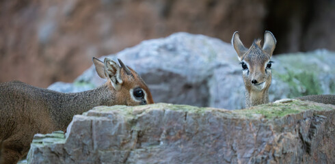 Curious dik-dik antelopes peeking over rocky ledge © F.C.G.