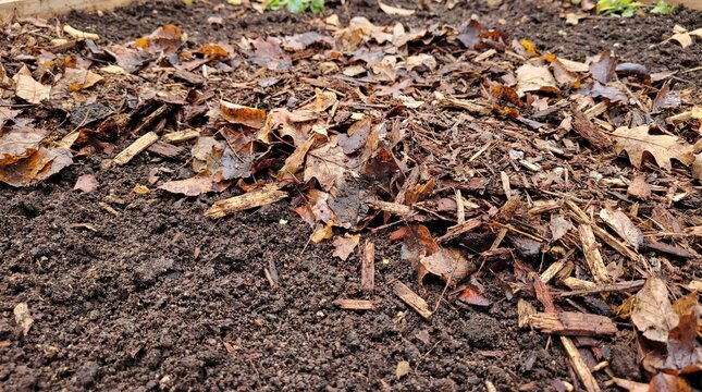 Mulched garden bed with fallen autumn leaves and wood chips enriching soil