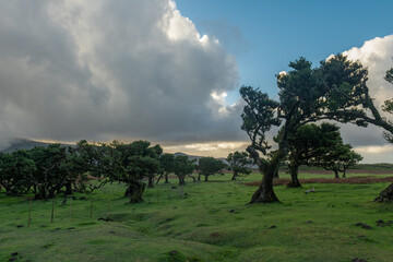 Mistyczny zagajnik starych drzew na zielonej łące Madery © Kamil_k2p