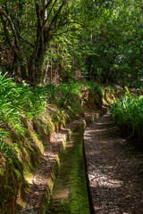 Leśna ścieżka wzdłuż lewady w bujnym krajobrazie Madery © Kamil_k2p