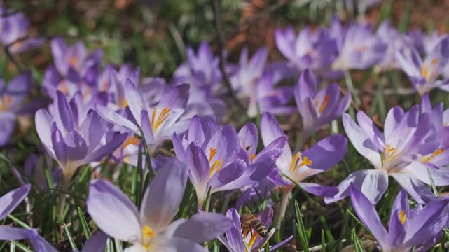 Springtime close-up view of violet crocuses and bee. Soft selective focus of flowering crocus flowers, 4k