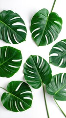 Fototapeta premium Vibrant Green Monstera Leaves Patterned on a Clean White Background