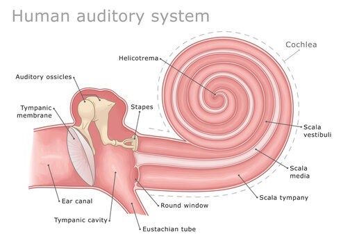 Auditory system middle and inner ear. Anatomy of the human auditory system. Inner ear structure diagram. Vector illustration. Ear Anatomy Series.