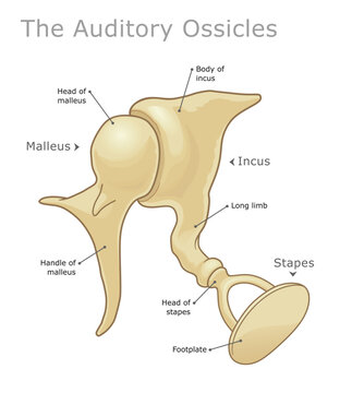 Anatomy of the human auditory ossicles. Vector illustration. Ear Anatomy Series.