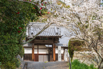 Fototapeta premium Spring cherry blossoms at Enkyuji Temple, Imabari, Ehime, Japan