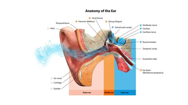 Human Ear Anatomy Diagram 3D Medical Animation Showing Outer, Middle and Inner Ear Structure with Cochlea and Auditory System Labels
