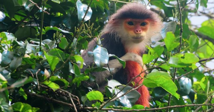 Red-Shanked Douc Langur Eating Leaves In Wild Tropical Forest Canopy