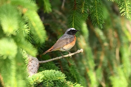 Common redstart (Phoenicurus phoenicurus) perched on branch