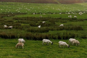 Obraz premium Flock of sheep grazing on green hillside in Scotland