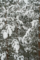 Pine branches covered with snow as a Christmas background.                               