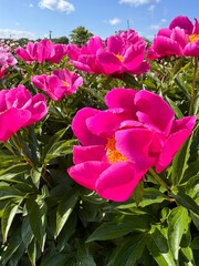 Fototapeta premium Champs de Pivoine de chine rose