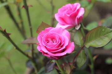 Beautiful Macro Close-Up Photography of Vibrant Pink Roses in Bloom with Fresh Morning Dew Drops on Soft Petals and Green Leaves
