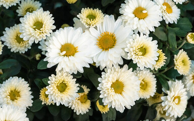 Fototapeta premium Close-up of white chrysanthemums, Chrysanthemum × morifolium, with yellow-green centers and dark green foliage, blooming in a garden. Autumn flowers.