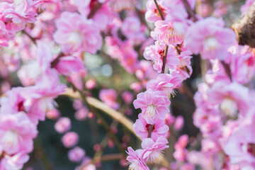 Japanese apricot, weeping plum