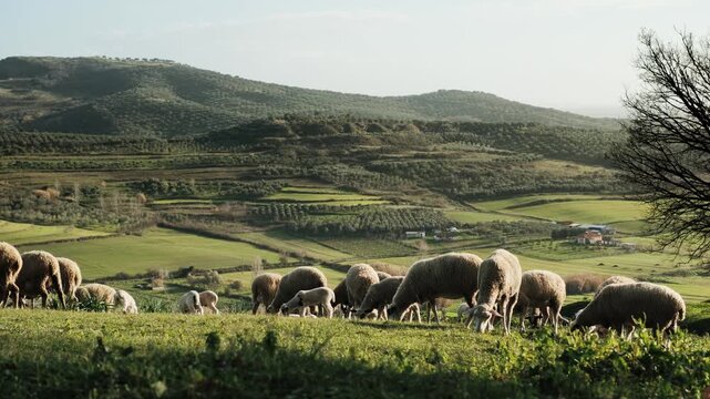 Handheld wide shot of sheep and lambs grazing on a sunlit hillside. Layered rural composition with rolling green fields and distant farm buildings in soft natural daylight.