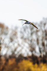 Eurasian Curlew, Numenius arquata, birds in flight over marshes at sunrise