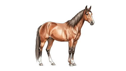 Obraz premium Brown horse standing isolated on white background