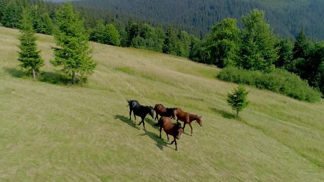 Drone view of four sleek black horses trotting across expansive green mountain meadow with scattered young pine trees and forested slopes rising to hazy peaks under bright blue sky