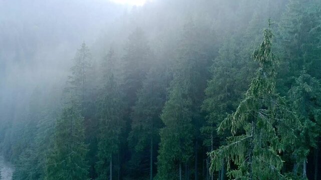 Ethereal misty pine forest with dense rows of tall conifers shrouded in thick fog. Mystical Carpathian woodland scene evoking serenity