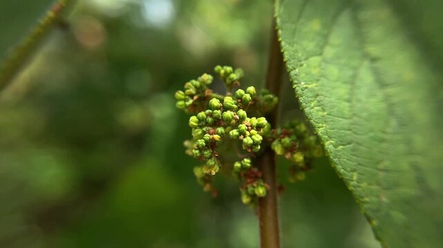Young green buds and leaves of Trema cannabina, a woody plant of the genus Trema, belonging to the Cannabis family.