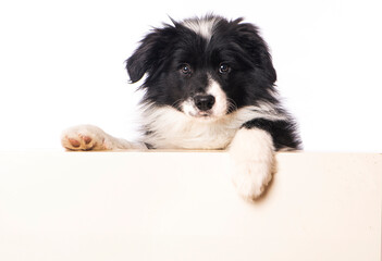 Border collie puppy looks over a wall