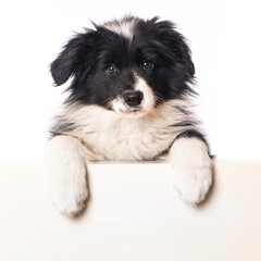 Border collie puppy looks over a wall