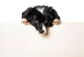 Border collie puppy looks over a wall