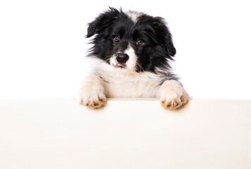 Border collie puppy looks over a wall