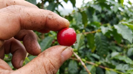 Close-up of a person's hand gently holding a ripe red coffee cherry with green leaves in the background.