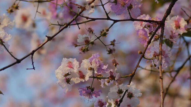 Delicate white pink lagerstroemia crepe myrtle flowers blooming on branches with soft dreamy pastel bokeh background