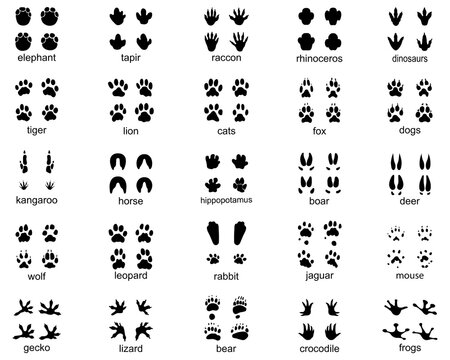 Set of wild animal footprints, illustration of black silhouettes	