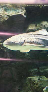 Slow motion close-up of a spotted Leopard Shark gracefully swimming underwater. Distinctive pattern, calm movement in marine environment. Vertical.