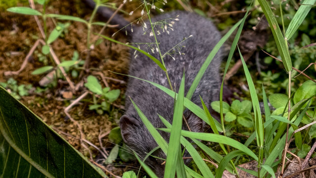 A small dark-furred rodent, possibly a field mouse or shrew, peeks cautiously from the dense green grass and natural forest floor undergrowth, blending into its wild habitat