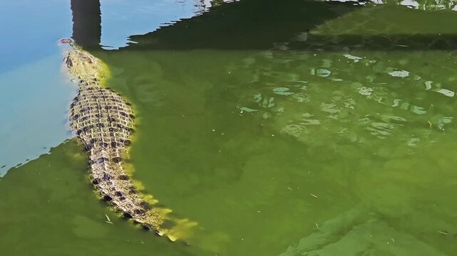 A close-up view from above shows a large crocodile slowly submerging its scaly body and head into murky, greenish-brown water until it disappears from sight.