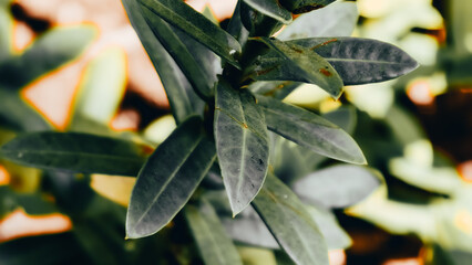Macro shot of dark green olive leaves with blurred background showing a hint of brown and yellow tones indicating natural growth patterns and textures © Prime
