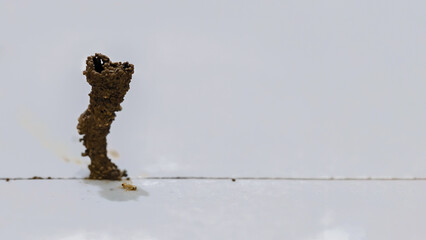 A unique termite mound stands tall on a white surface, showcasing intricate natural architecture © Prime
