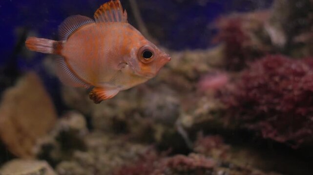 Boarfish swimming slowly inside an aquarium