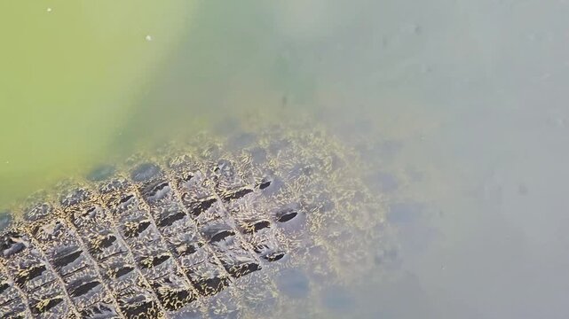 A close-up view from above shows a large crocodile slowly submerging its scaly body and head into murky, greenish-brown water until it disappears from sight.