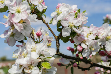 cherry blossom tree, spring flowers, kwitnące wiśnie © Turtuliza