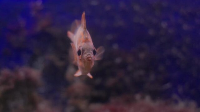 Curious boarfish swimming slowly in blue water
