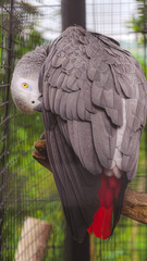 Fototapeta premium A majestic African Grey Parrot with striking red tail feathers perches on a branch, its head tucked into its wing, in a naturalistic enclosure, showcasing its vibrant plumage and intelligent eyes