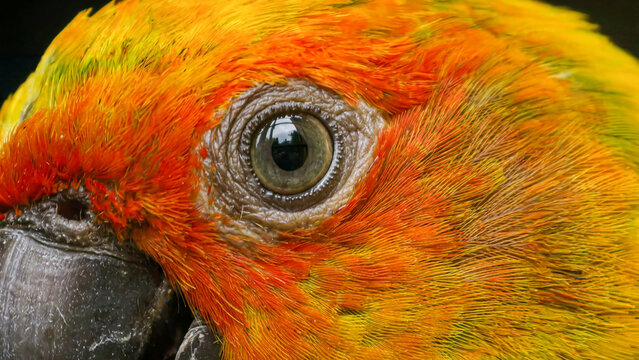 Close-up macro photograph of a vibrant sun conure parrot's eye, showcasing intricate feather detail and bright colors