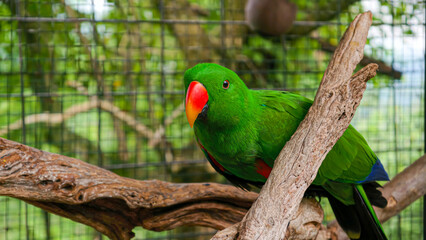 Obraz premium A vibrant green eclectus parrot with striking red and blue features perches on a branch in a naturalistic enclosure, showcasing its unique plumage and alert gaze