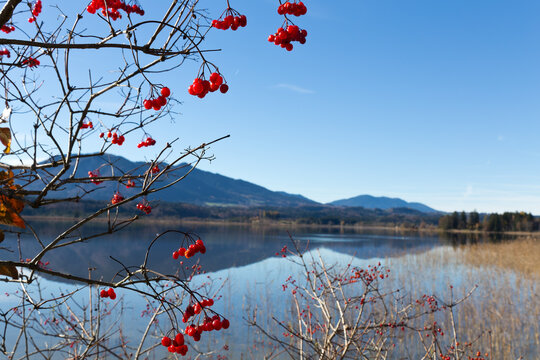 Staffelsee und bayerische Berge im Herbst