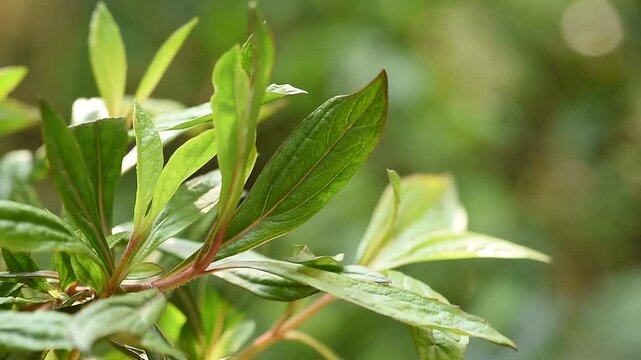 Eupatorium fortunei Turcz.branch green leaves on natural background.