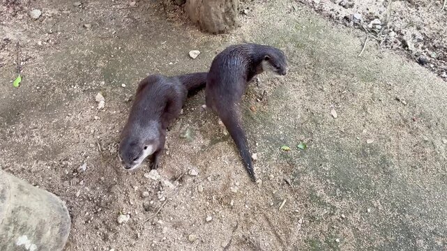 two asian small-clawed otters sitting on the ground and looking at camera