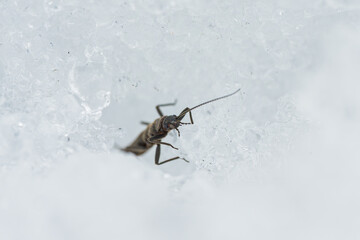 雪上を這うセッケイカワゲラの成虫 / Adult snowfly crawling on the snow