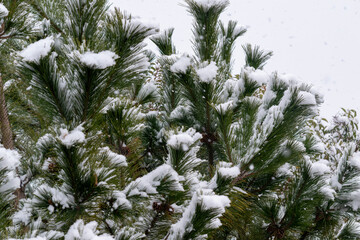 松の葉に降り積もる雪